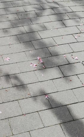 W17) opadané květy sakur