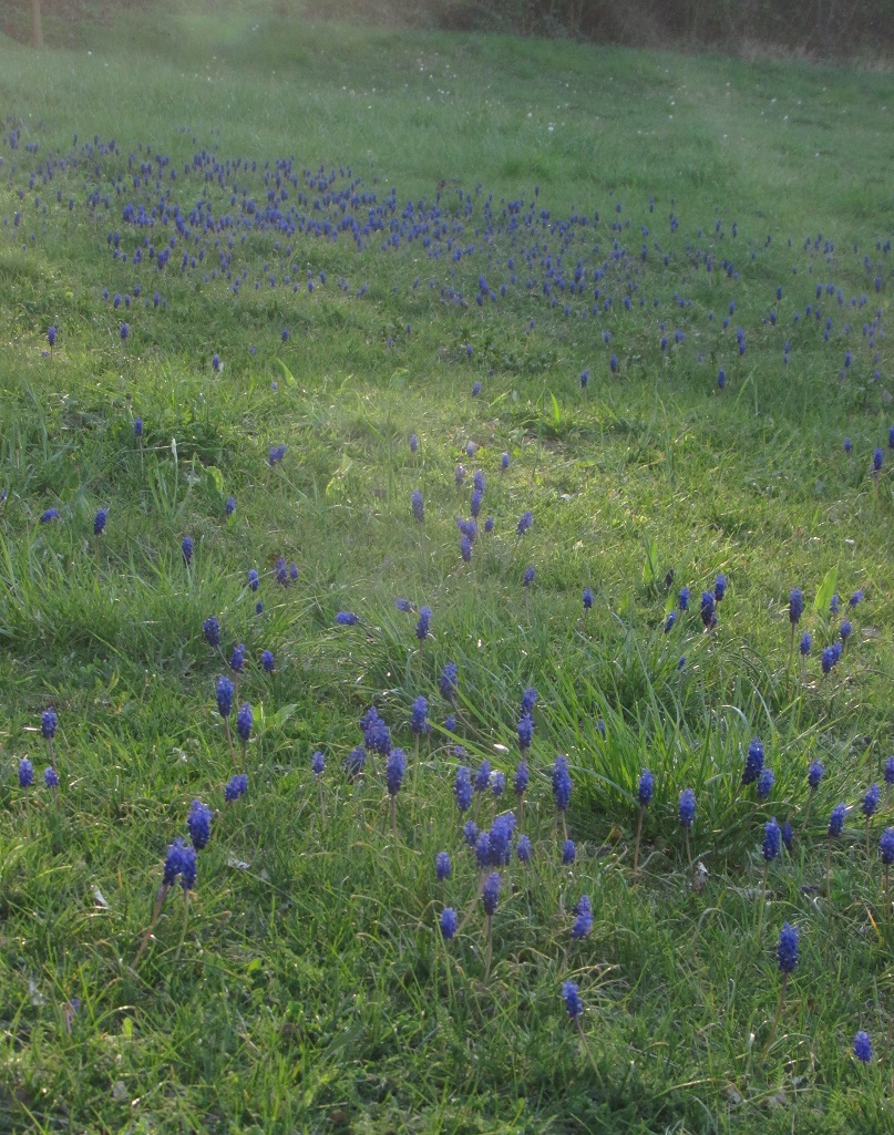 W17) kvetoucí modřenec hroznatý na Střeleckém kopci