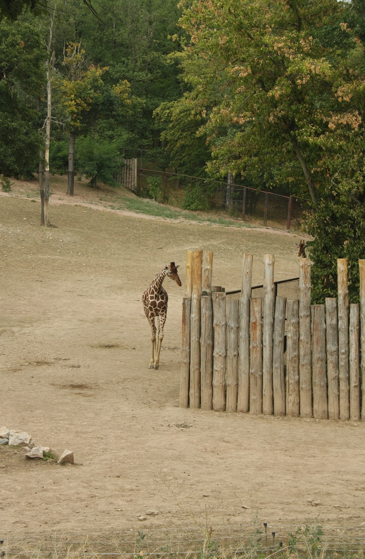 W31) žirafa v brněnské ZOO