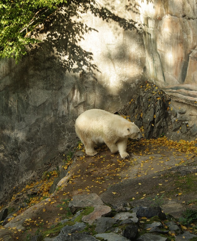 W40) lední medvědice v ZOO Brno