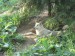 W34) vlk arktický v brněnské ZOO