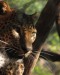 W25) samice levharta cejlonského