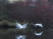 W48)labutě na Svratce