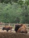 W21) bizoni v brněnské ZOO