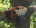 W38) panda červená v brněnské ZOO