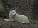 W47) vlk arktický v brněnské ZOO